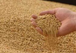 Винтовые шнековые конвейеры: выгодные транспортировочные решения от KMZ Industries